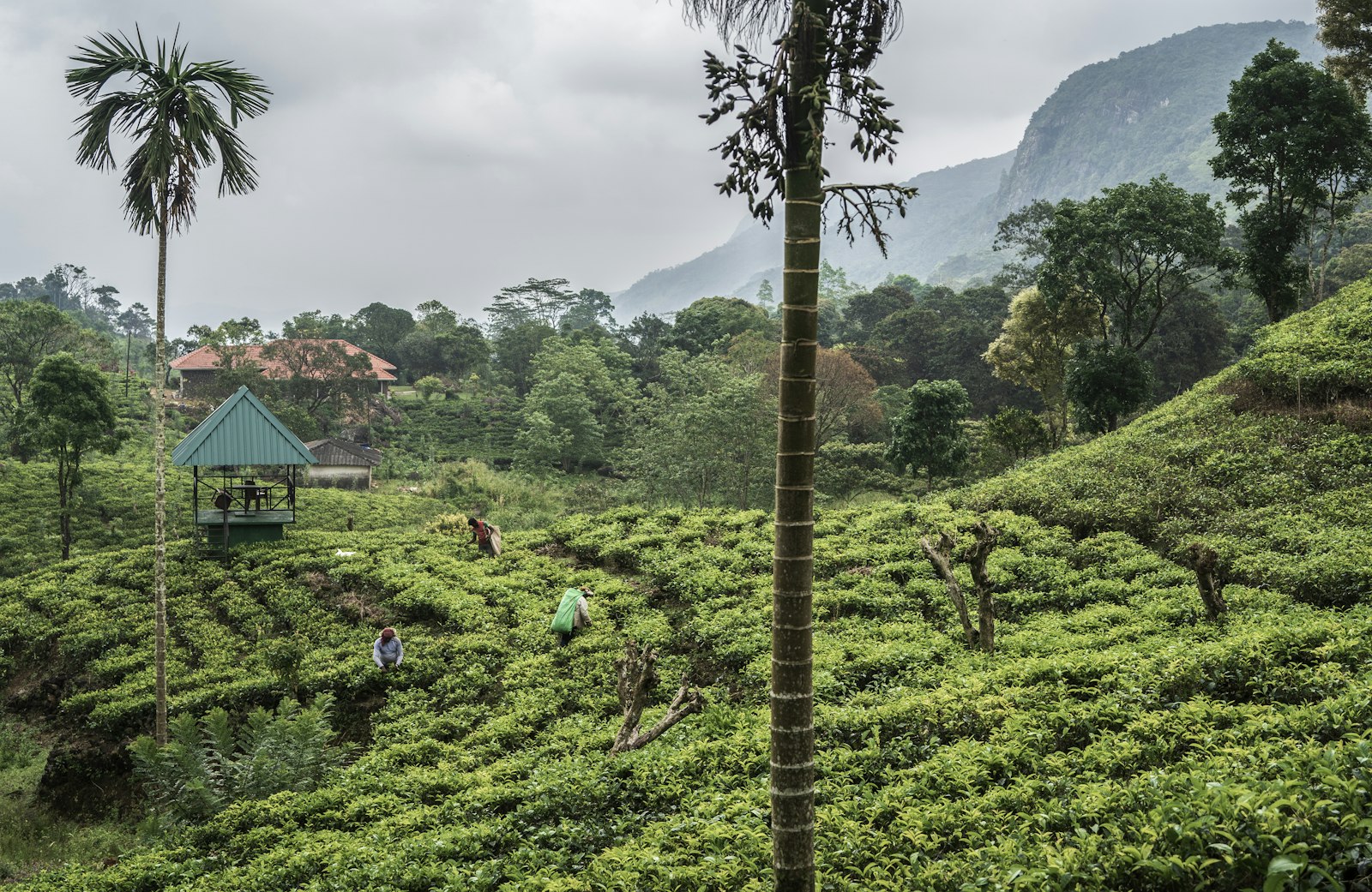 Sri Lanka — 10-Day Culture, History & Wildlife